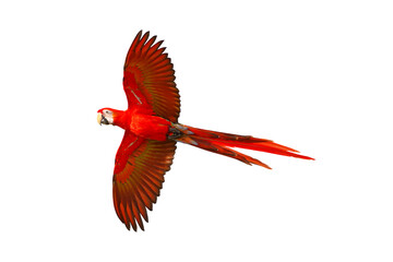 Colorful flying parrot isolated on transparent background png file