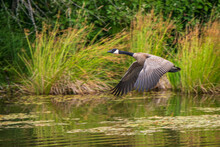 Canada Goose Flying Over Pond