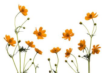 Wall Mural - orange flowers cosmos arrangement flat lay postcard style 