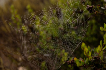Spider and spider web with water drops
