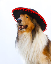 Portrait Of A Rough Collie With Flamenco Hat