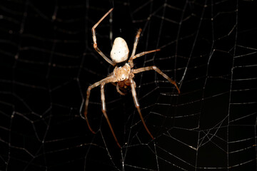 Nephilengys livida, Big white spider is a nephilid spider they are common in human dwellings. Analamazaotra National Park, Madagascar wildlife