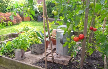 Wall Mural - pe tomatoes in a little vegetable garden with basil and plants in metal pot