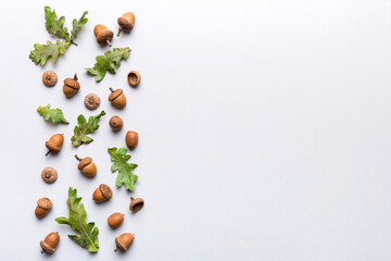 Wall Mural - Branch with green oak tree leaves and acorns on colored background, close up top view