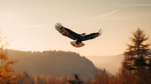 Exploring The Skies: A Generative AI Perspective On Canada's Majestic Bald Eagle During The Golden Hour