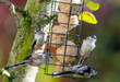 Long-tailed tits (Aegithalos caudatus) on a fatball feeder in an English garden, October