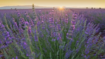 Poster - Camera rises from behind lavender bush, view of huge lavender field in blooming season. Lavender fields at sunrise in Provence, France