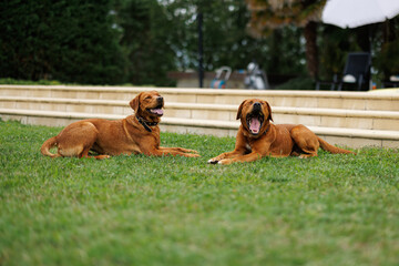 Wall Mural - two brown labrador retriever dogs in the garden in shallow depth of field in Piedmont
