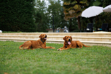 Wall Mural - two brown labrador retriever dogs in the garden in shallow depth of field in Piedmont