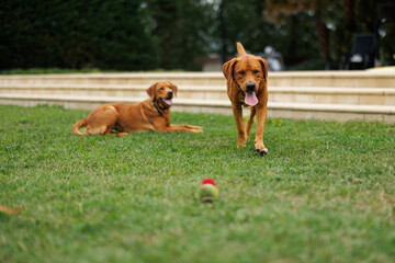 Wall Mural - two brown labrador retriever dogs in the garden in shallow depth of field in Piedmont