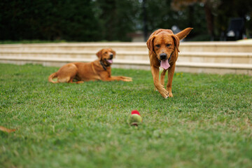 Wall Mural - two brown labrador retriever dogs in the garden in shallow depth of field in Piedmont