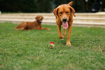 Wall Mural - two brown labrador retriever dogs in the garden in shallow depth of field in Piedmont