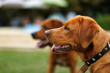 Wall Mural - two brown labrador retriever dogs in the garden in shallow depth of field in Piedmont