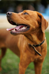 Wall Mural - portrait of a brown labrador retriever dog in the garden in shallow depth of field in Piedmont