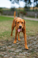 Wall Mural - portrait of a brown labrador retriever dog in the garden in shallow depth of field in Piedmont