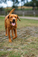 Wall Mural - portrait of a brown labrador retriever dog in the garden in shallow depth of field in Piedmont