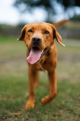 Wall Mural - portrait of a brown labrador retriever dog in the garden in shallow depth of field in Piedmont