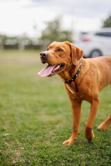 Wall Mural - portrait of a brown labrador retriever dog in the garden in shallow depth of field in Piedmont