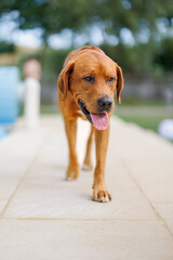 Wall Mural - portrait of a brown labrador retriever dog in the garden in shallow depth of field in Piedmont