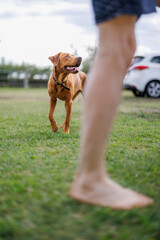 Wall Mural - portrait of a brown labrador retriever dog in the garden in shallow depth of field in Piedmont