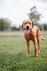 Wall Mural - portrait of a brown labrador retriever dog in the garden in shallow depth of field in Piedmont