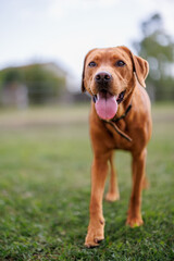 Wall Mural - portrait of a brown labrador retriever dog in the garden in shallow depth of field in Piedmont