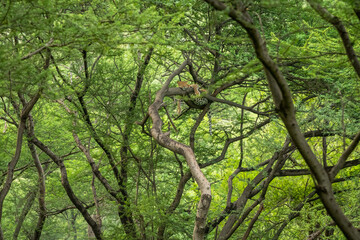 Wall Mural - wild indian female leopard or panther or panthera pardus fusca hanging resting on branch of tree in monsoon season and natural scenic green background in forest of india asia