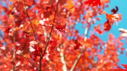 Wall Mural - Super slow motion of falling autumn maple leaves against clear blue sky. Filmed on high speed cinema camera, 1000 fps.