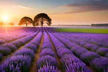 Beautiful Panorama Rural Landscape With Sunrise And Blossoming Meadow. Purple Flowers Flowering On Spring Field