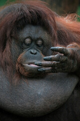 closeup bornean orangutan