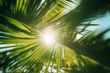Fototapeta Krajobraz - The sun's rays passing through the leaves of a palm tree