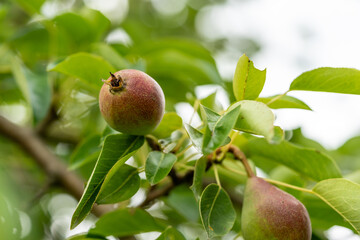 Organic pears on a tree