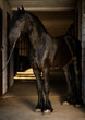 A Frisian horse comes out of the stable. A beautiful black horse.