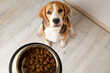 A beagle dog sits on the floor and looks at a bowl of dry food. Waiting for feeding. Top view.
