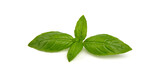 Fototapeta  - Fresh organic basil leaves, isolated on white background.