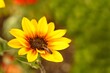 Zwergsonnenblume mit Honigbiene