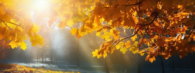 Wall Mural - Art Beautiful autumn landscape with yellow autumn trees and sun. Colorful foliage in the forest. natural background