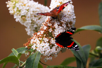 A beautiful Red Admiral and Peacock Butterfly that have landed on a Blossom Plant