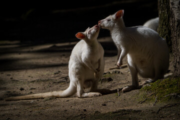 Wall Mural - red-necked albino kangaroo in nature