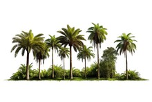 Cut Out Palm Grove Isolated On White Background