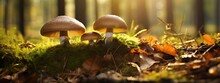 Edible Cep Mushrooms In A Sunny Autumn Forest