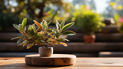 Wall Mural - close - up of green plant in pot at sunset.