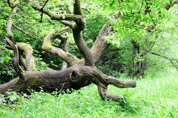 Old tree in the woods