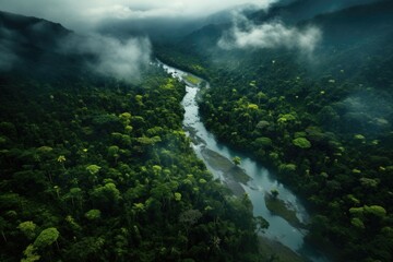 Wall Mural - aerial view of pristine rainforest landscape