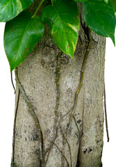 Wall Mural - Tree with tropical creeper plant isolated