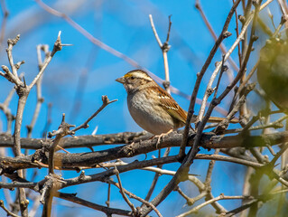 Wall Mural - white-throated sparrow