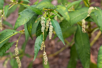 Wall Mural - Persicaria maculosa, lady's thumb flowers closeup selective focus