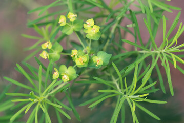 Wall Mural - Euphorbia cyparissias,  cypress spurge green flowers closeup selective focus