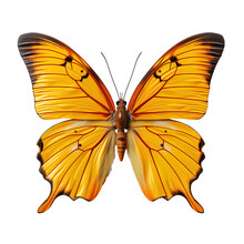 Orange Sulphur Butterfly On Transparent Background, Png