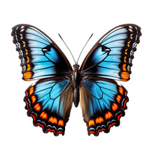 Red-spotted Purple Butterfly On Transparent Background, Png